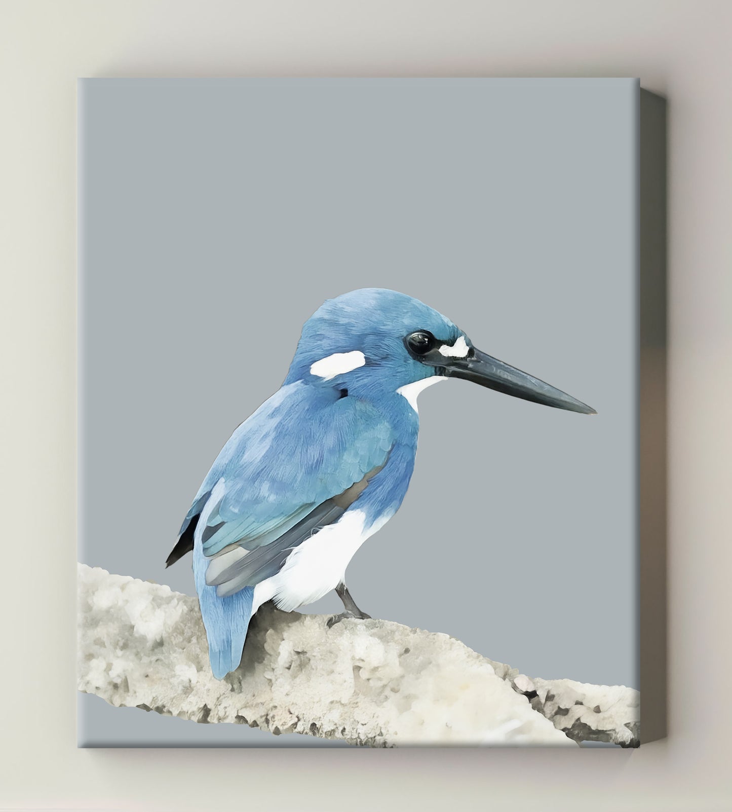 beautiful little blue kingfisher on a branch with soft grey background canvas print